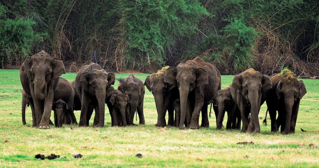Nagarhole National Park in Coorg