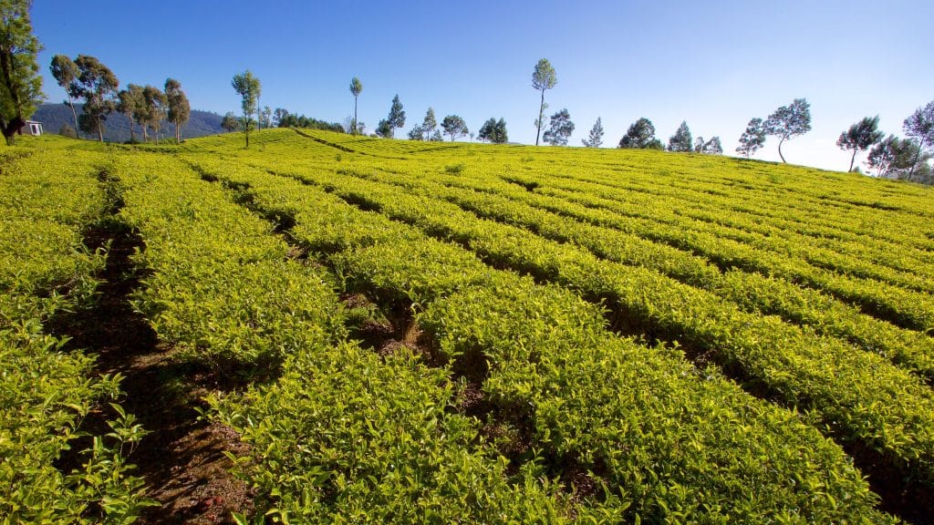 Tea plantations in the Nilgiris near Ooty