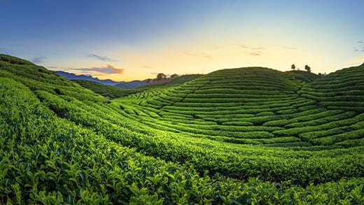 Tea pickers working a Nilgiri tea estate