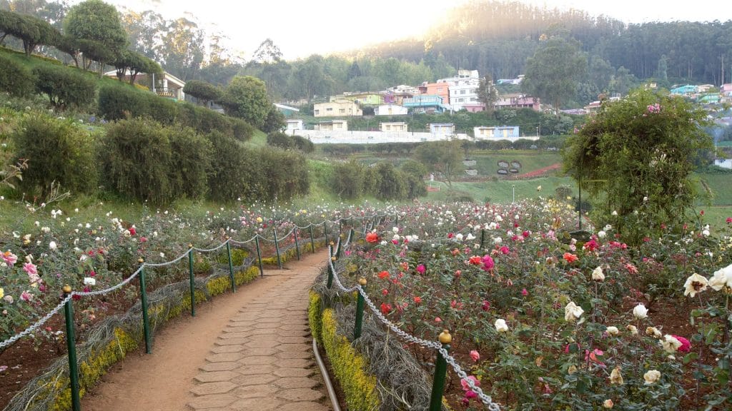 Ooty Rose Garden in bloom